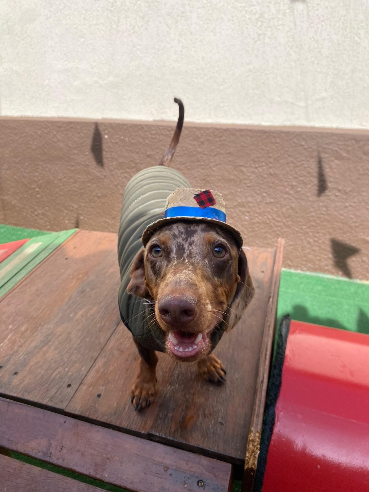 Pet fantasiado com chapéu de festa junina na Luli e Eu