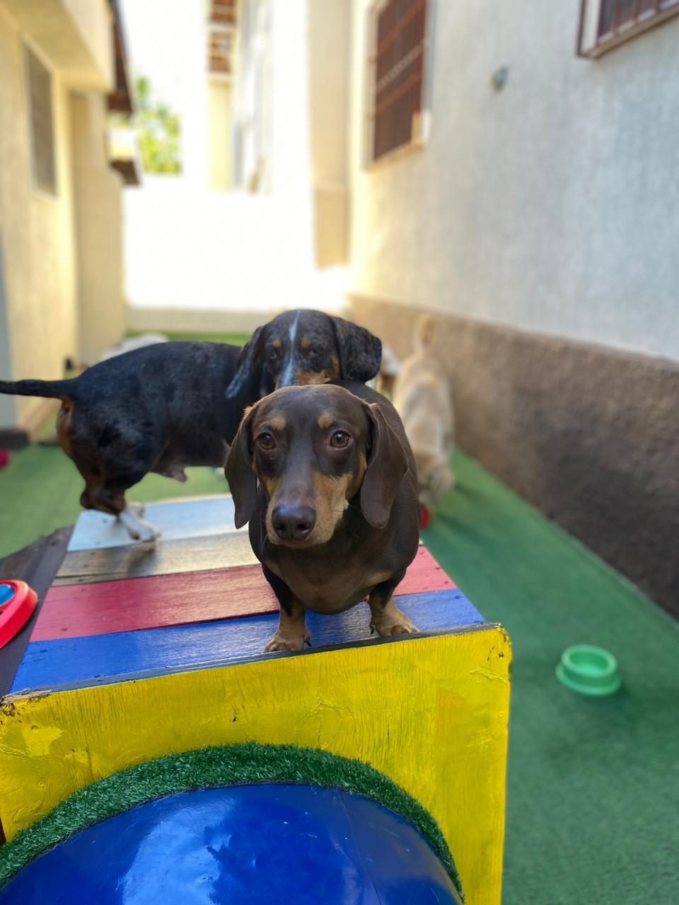 Pets brincando na Luli e Eu, prontos pro banho e tosa