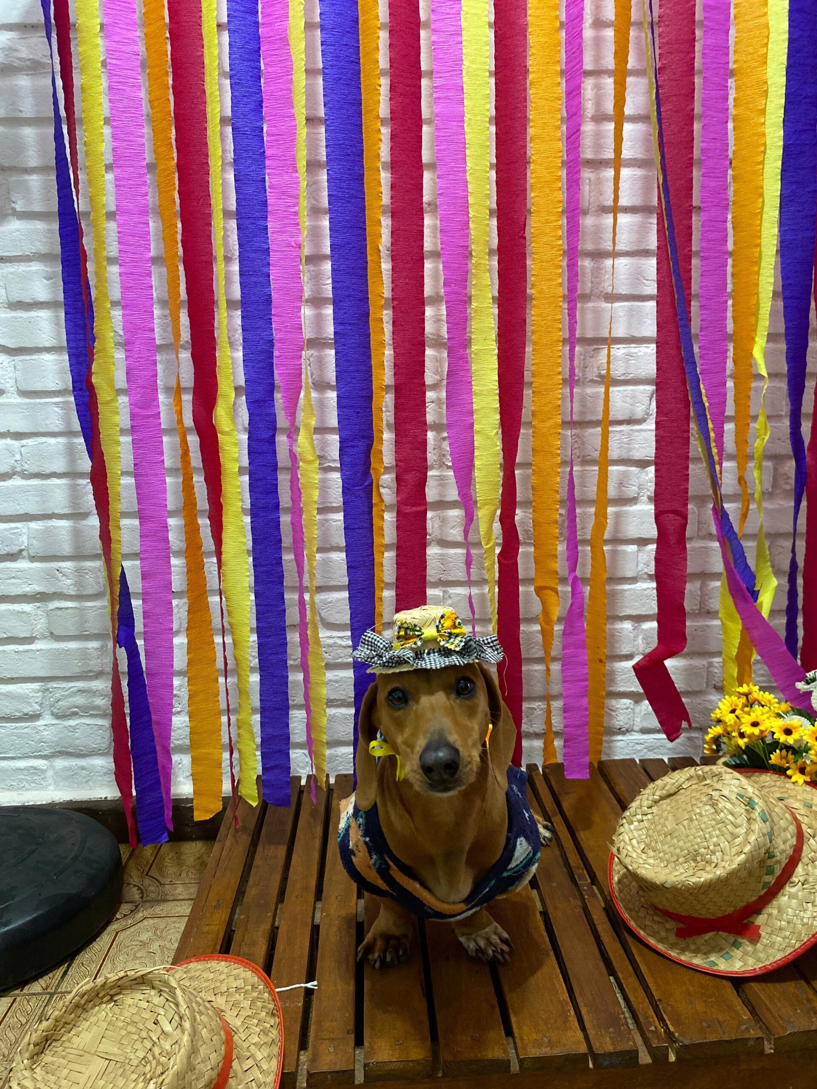 festa-junina-pet-campinas