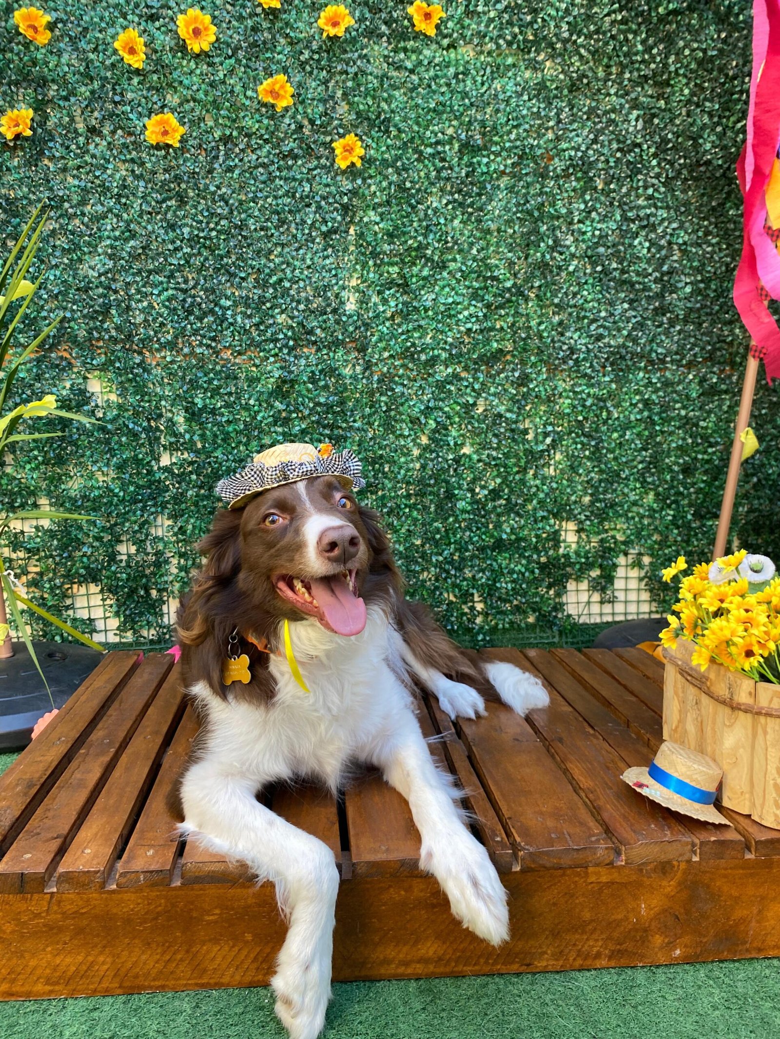 creche para cachorros porte medio campinas